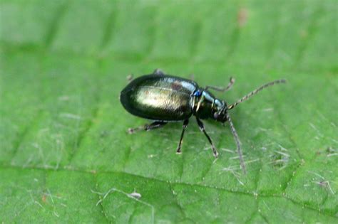 Flea Beetles Life Cycle