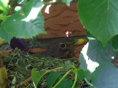 Blackbird Nest Brood Bird - Free photo on Pixabay - Pixabay