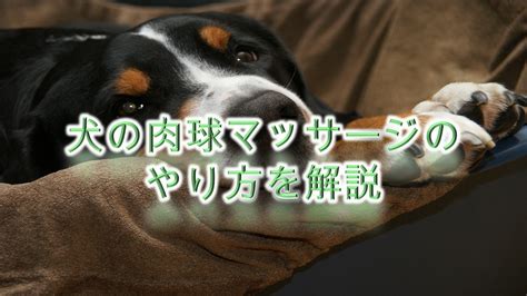 犬の肉球マッサージのやり方を解説【注意点や犬が喜ぶツボも紹介しています♪】 愛犬トトモ