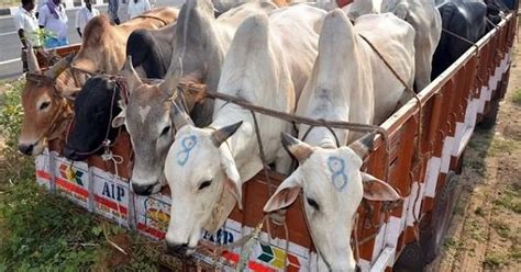 Wanted Cow Smuggler Arrested In Ups Sonbhadra Orissapost