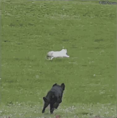 Dog Cat GIF - Dog Cat Chase - Discover & Share GIFs