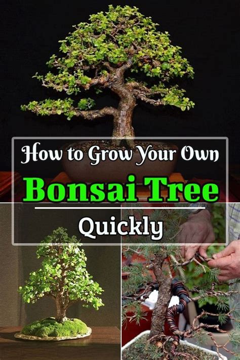 How To Grow Your Own Bonsai Tree