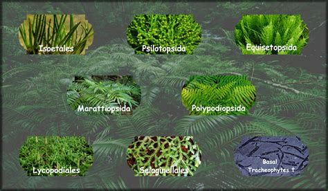 Visual family tree of Seedless Plant life