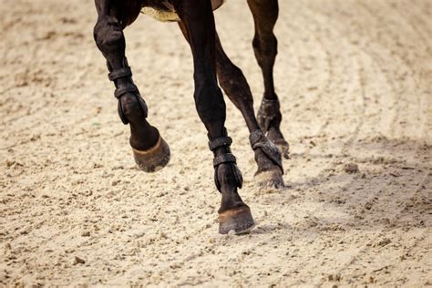 5 Tips for Better Lunging - The Plaid Horse Magazine