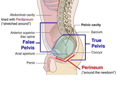 Pelvis Perineum Bones Muscles And Female Reproductive Tract