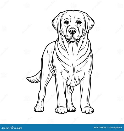 Line Art Labrador Retriever Illustration Ink Style Vector