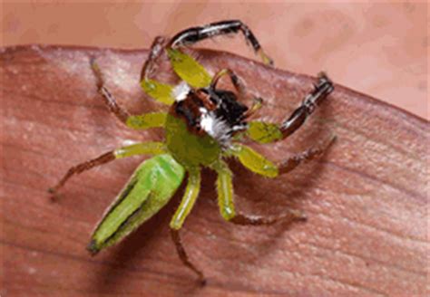 Jumping Spiders SPIDER CHART Venomous or Dangerous?