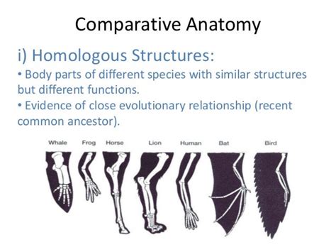 How Does Comparative Anatomy Support The Theory Of Evolution