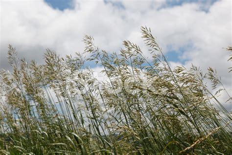 Grass Blowing In The Wind Stock Photo Royalty Free Freeimages