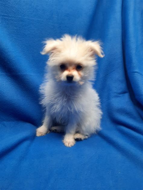 Pomeranian/bichon mix - Lotus Point Puppies