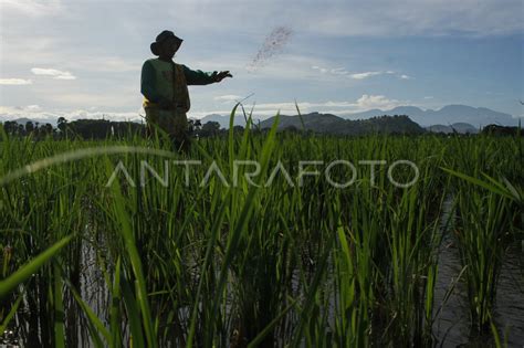 Realisasi Penyerapan Pupuk Bersubsidi ANTARA Foto