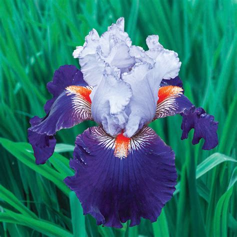 Wired In Blue Bearded Iris Brecks Premium Bulbs