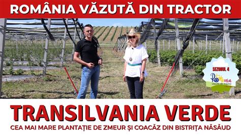 Transilvania Verde Planta Ie De Zmeur I Coac Z Din Bistri A N S Ud