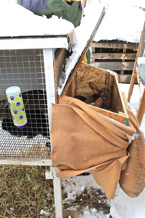 Raising Rabbits For Survival An Excellent Meat Source For Preppers