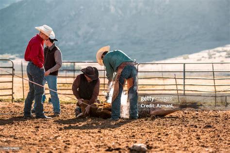 Cowboys Branding A Cattle High-Res Stock Photo - Getty Images