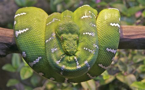 Emerald Tree Boa Snake Wallpapers Hd Wallpapers Id 13287