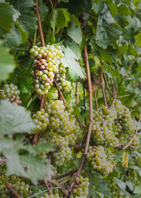 Images Gratuites Arbre La Nature Branche Grain De Raisin Vignoble