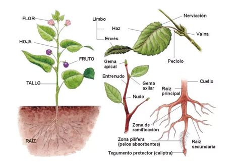 Caldera Plantando Rboles Enga Oso Que Son Las Plantas Y Sus Partes