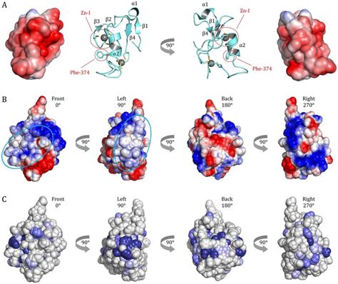 Potential Binding Sites For The Tfiih P44 Subunit A A Structure Of