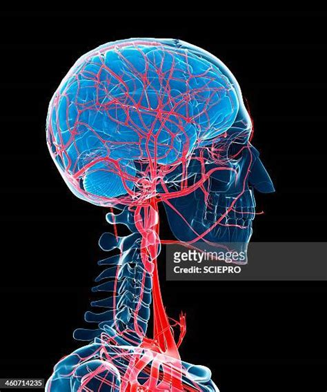 Brain Vascular System Photos And Premium High Res Pictures Getty Images