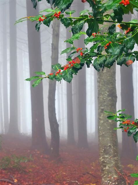 Common Cotoneaster Shrub Cotoneaster Photograph By Marcelo Quaglia