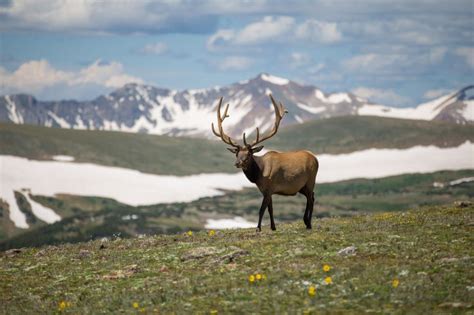 Free Stock Photo Of Elk Standing Proudly In Mountainous Terrain