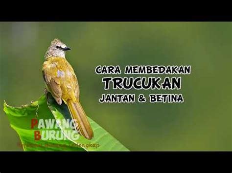 CARA MEMBEDAKAN CIRI BURUNG TRUCUKAN JANTAN BETINA YouTube