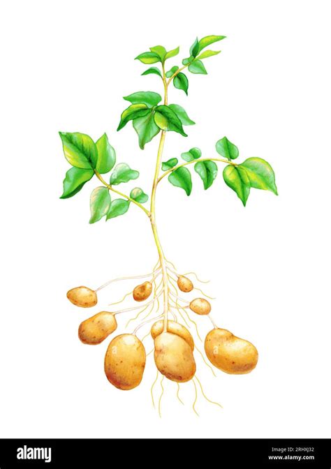 diagram showing  potato plant  stem leaves   tubers growing