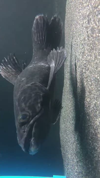 Hoplias Aimara Wolf Fish Youtube