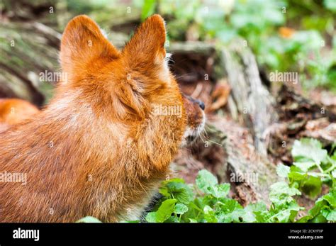 Red Maned Wolf Walking In The Grass Stock Photo Alamy