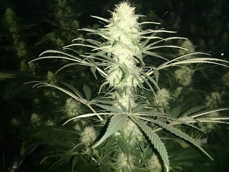 KillerBee Honey - Strain Information - CannaConnection