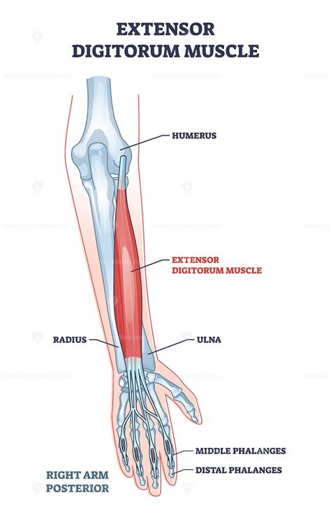 Flexor Carpi Radialis Muscle With Human Arm Skeletal Bones Outline Diagram Vectormine