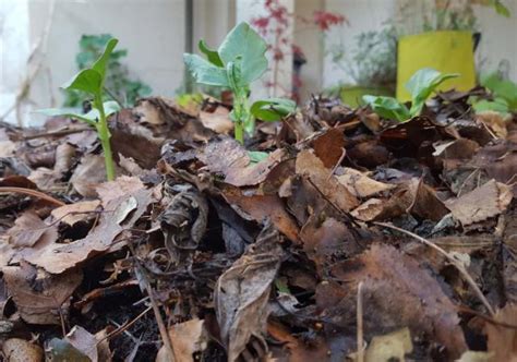 Comment Faire Une Lasagne Au Potager Conseils Et Astuces