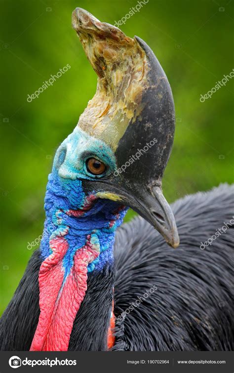 Detail Portrait Of Southern Cassowary Stock Photo By ©ondrejprosicky