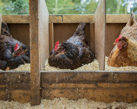 Keeping Chickens A Guide To Keeping Hens In Your Backyard Homes