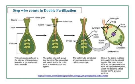 Fertilisation In Plants Ppt