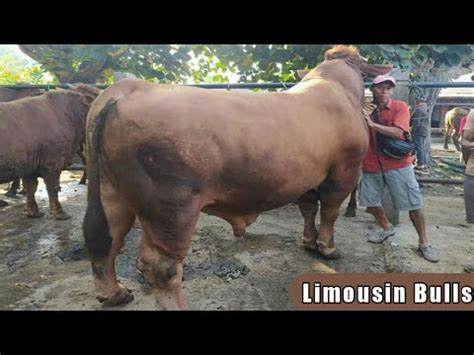 Sapi Jumbo Super Besar Ton Up Nyasar Ke Pasar Jt Ekor Youtube