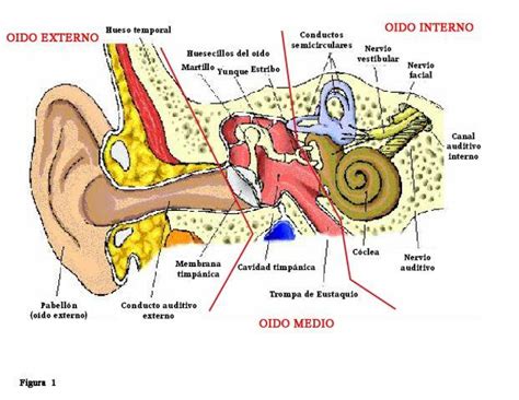 Anatomía Del Conducto Auditivo Externo