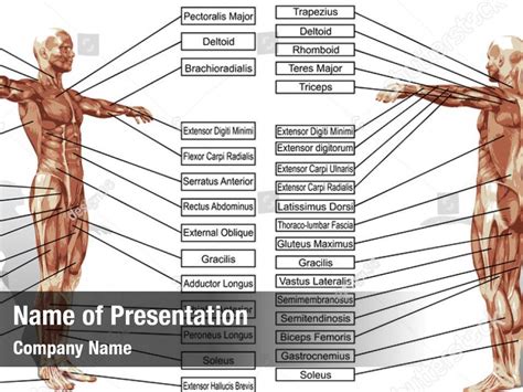 Free Anatomy Powerpoint Template - Bank2home.com