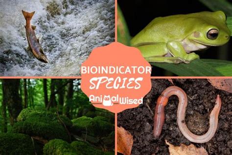 What Are Indicator Species? - Examples of Bioindicators