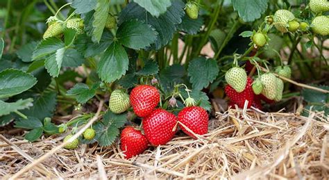 Repiquer Les Fraisiers Quand Et Comment