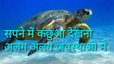 सपने में कछुआ देखना । Dream Meaning About Turtle Youtube