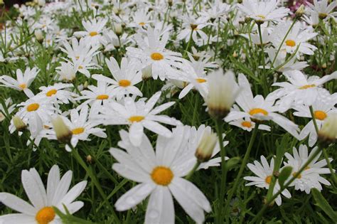 Fleuriste Isabelle Feuvrier En Ecosse