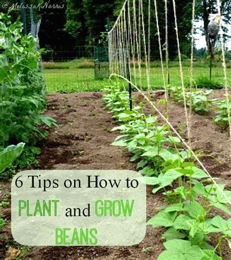 How To Grow Green Beans 6 Tips Modern Design 2 How To Grow Green