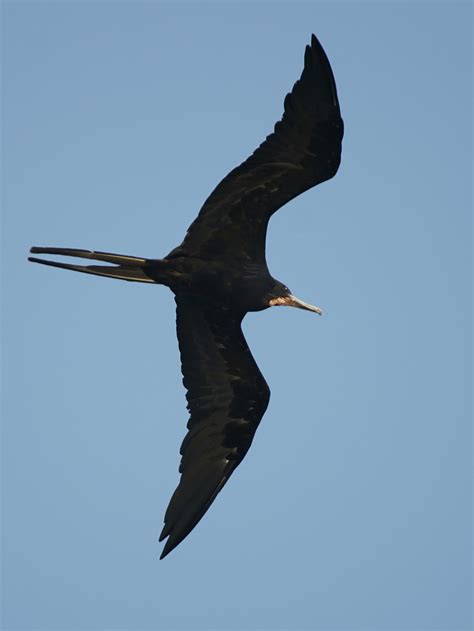 Fragata Tijereta Aves De La Selva Baja Caducifolia Mazatleca