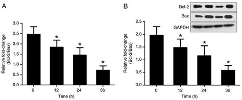 Bcl 2 Bax Mrna And Protein Expression Following 0 12 24 And 36 H Download Scientific Diagram