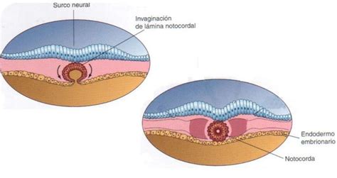 EMBRIOLOGIA 713 CAPITULO 5 DISCO GERMINATIVO TRILAMINAR