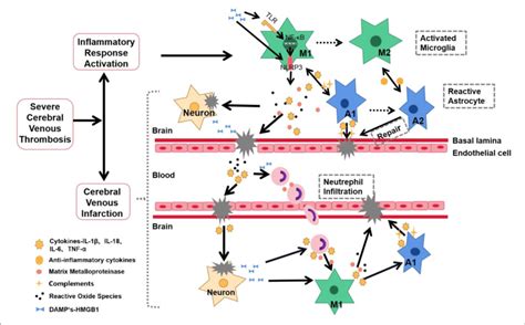 Schematic Representation Of Inflammatory Response In The Download Scientific Diagram