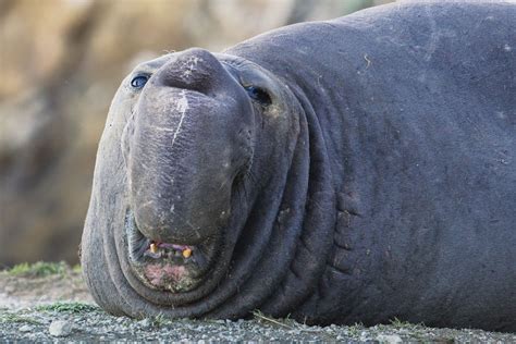 elephant seal