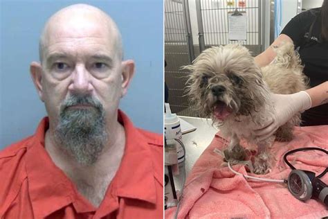 Florida Man Arrested For Attempted Killing And Dumping Of Old Shih Tzu